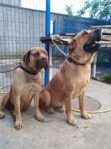 Urgent! Šarplaninac dogs, a male and a female, are looking for a home!