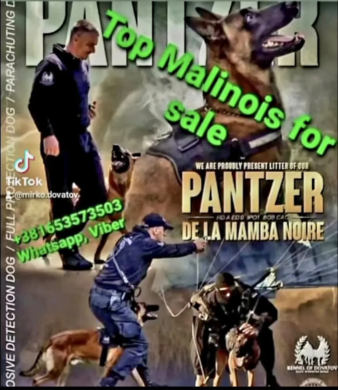 Belgian Shepherd (Malinois) kennel