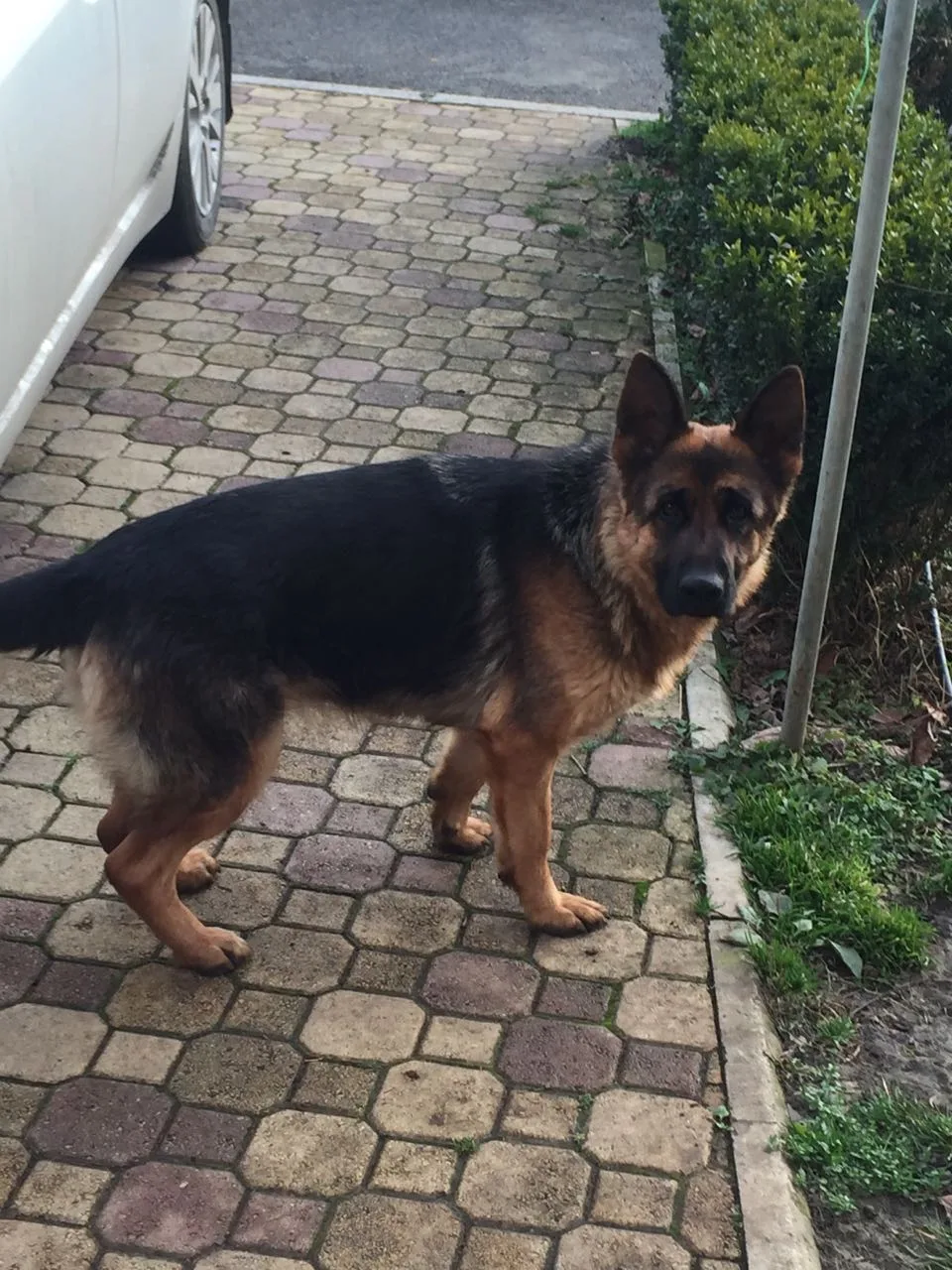 17-Month-Old German Shepherd Female Free to a Good Home