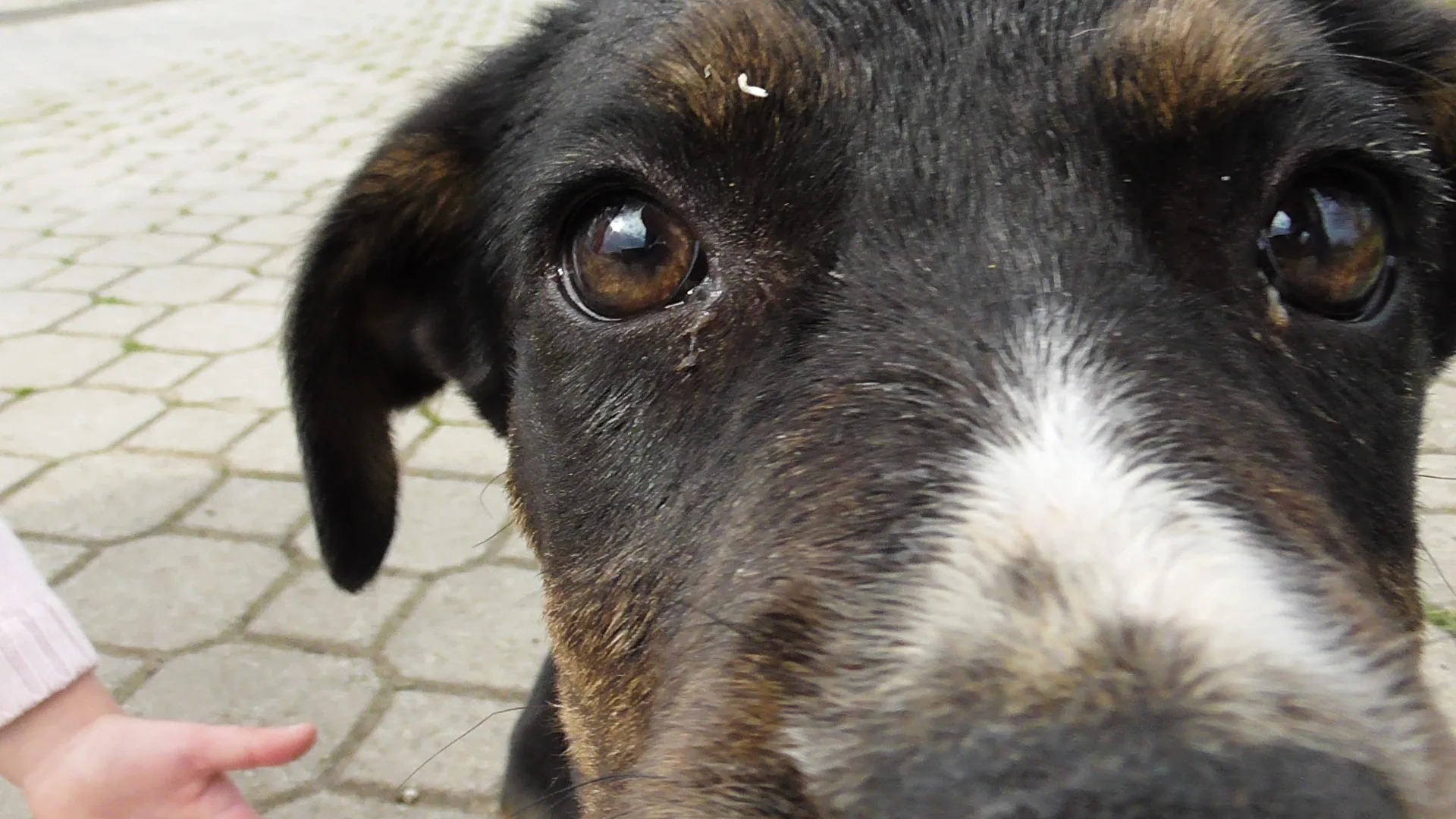 A special opportunity for anyone who wants to adopt a young and intelligent dog.