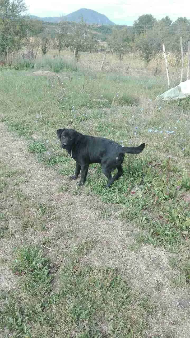 Labrador starosti dve godine za udomljavanje (Čačak)