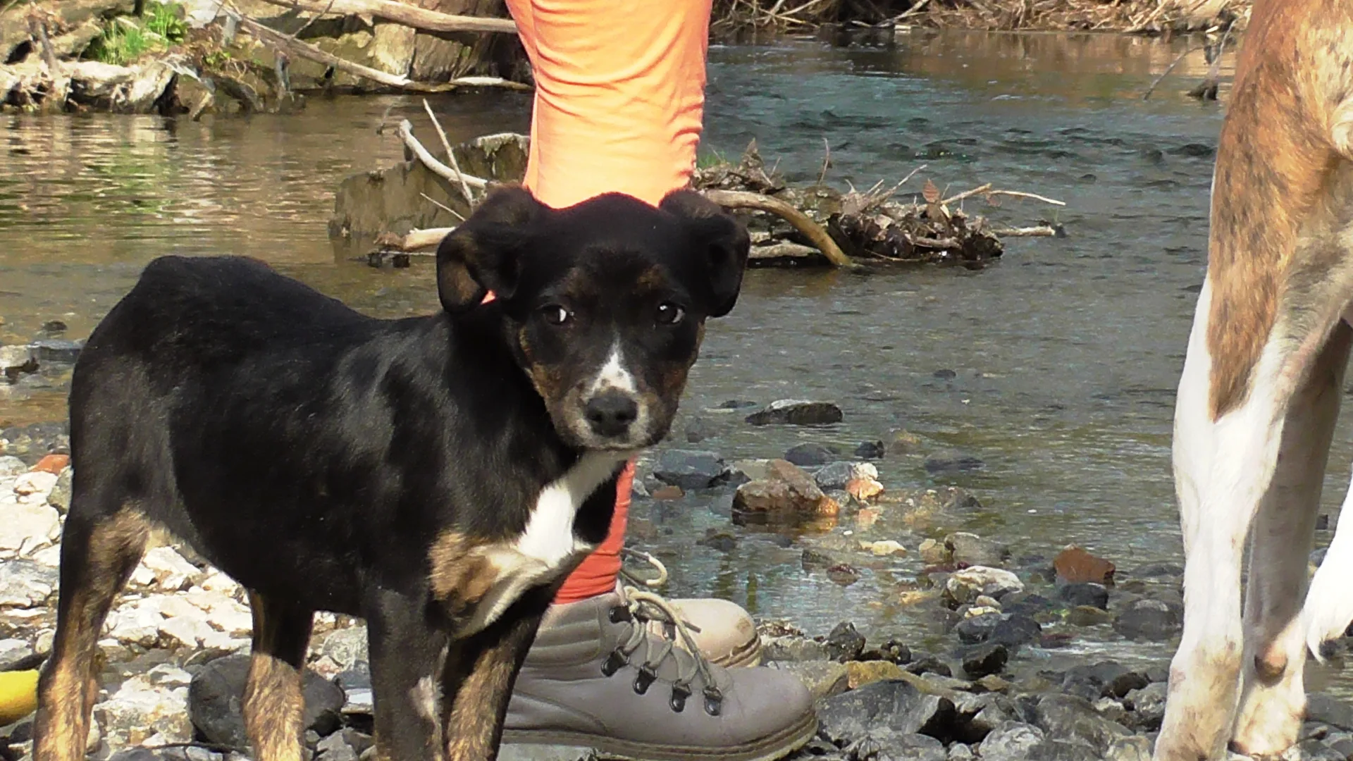 A special opportunity for anyone who wants to adopt a young and intelligent dog.