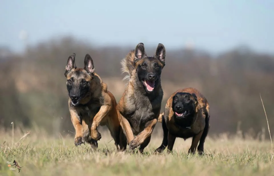 HOW TO HELP A DOG THAT HAS BEEN POISONED