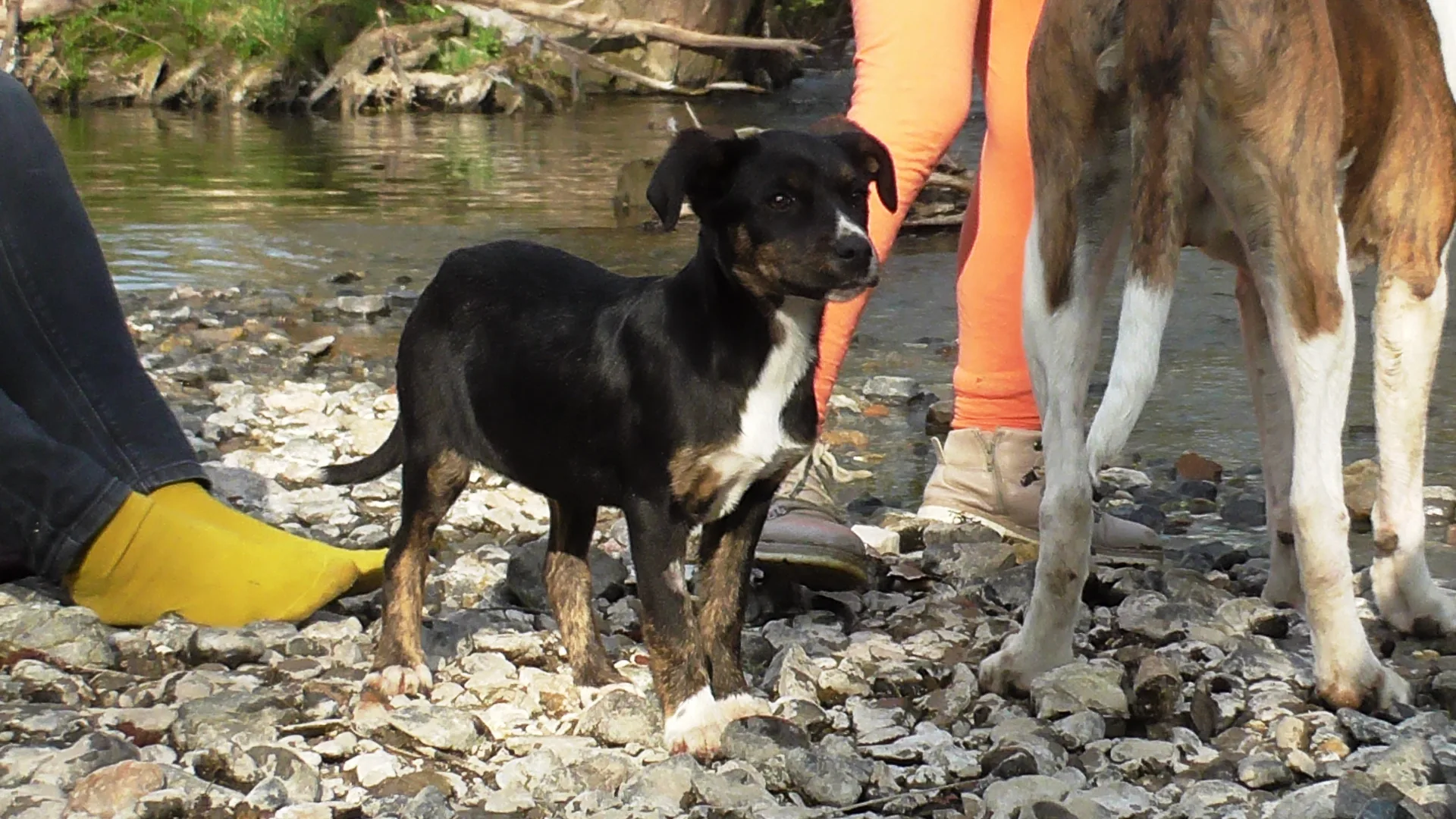 A special opportunity for anyone who wants to adopt a young and intelligent dog.