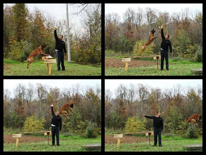Belgian Shepherd (Malinois)