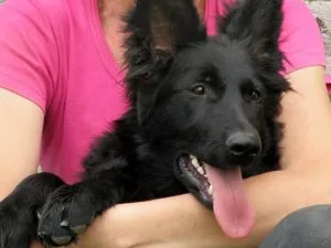 Urgent: German Shepherd puppies on sale