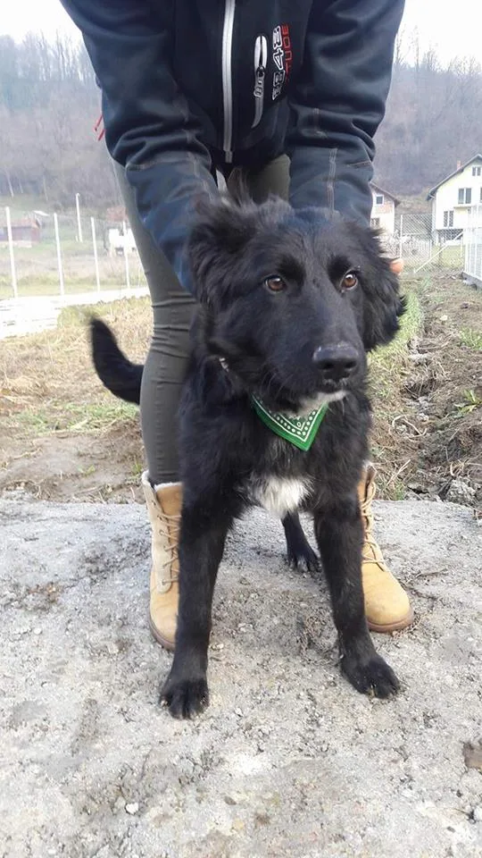 Banja Luka,vakcinisan, čipovan, ima pasoš,oči pune nade i živi vezan na lancu
