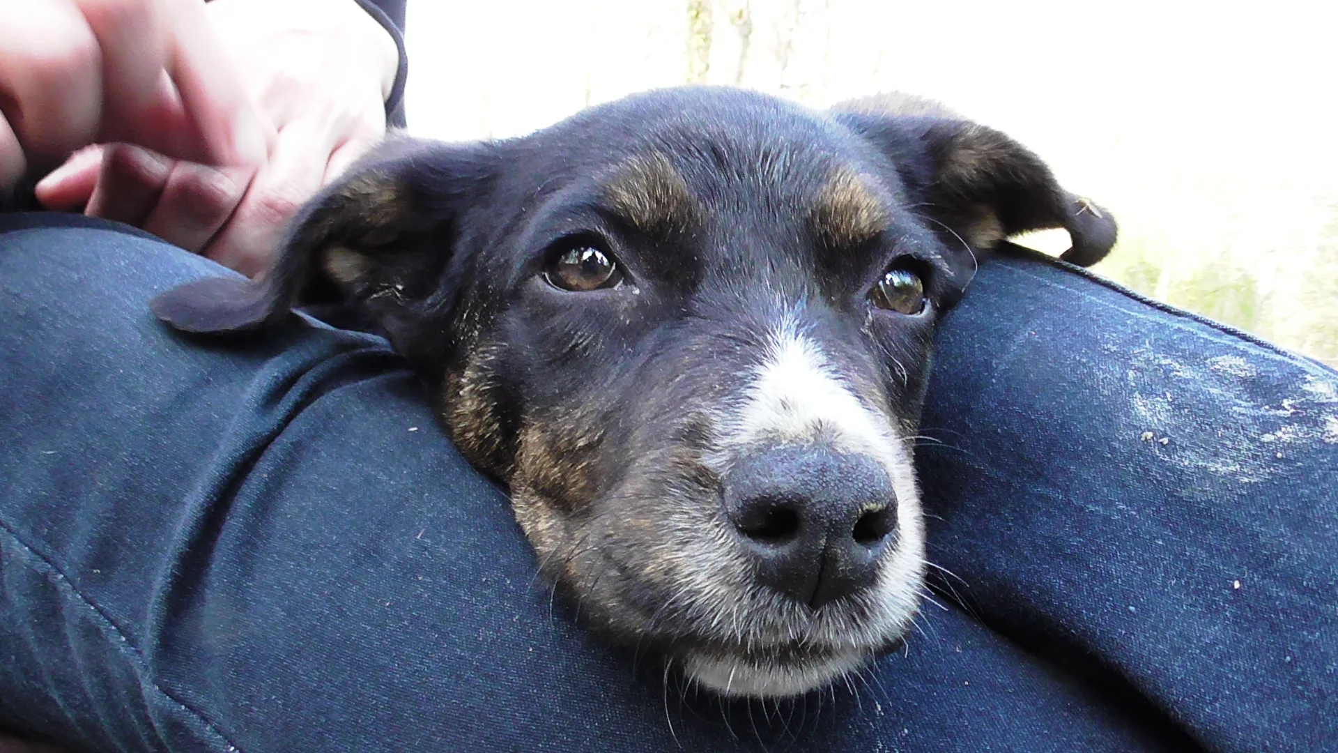 A special opportunity for anyone who wants to adopt a young and intelligent dog.