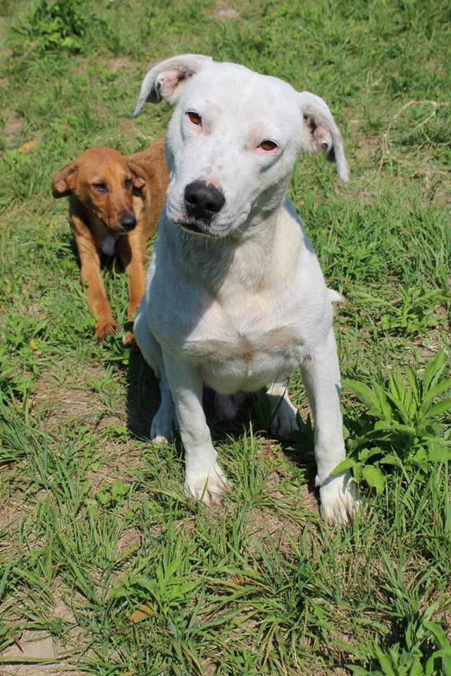 Beli the White Charmer Is Looking for a Home
