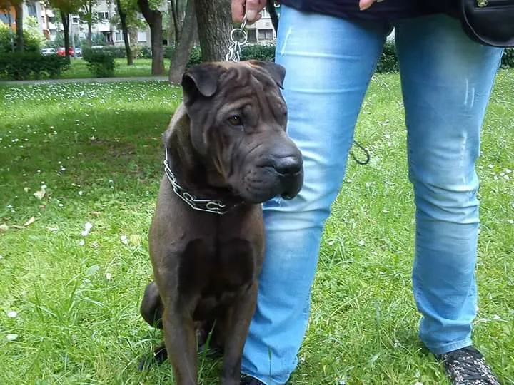 Šar pej traži dom.Vrlo karakteran i jak pas idealan za čuvanje imovine.