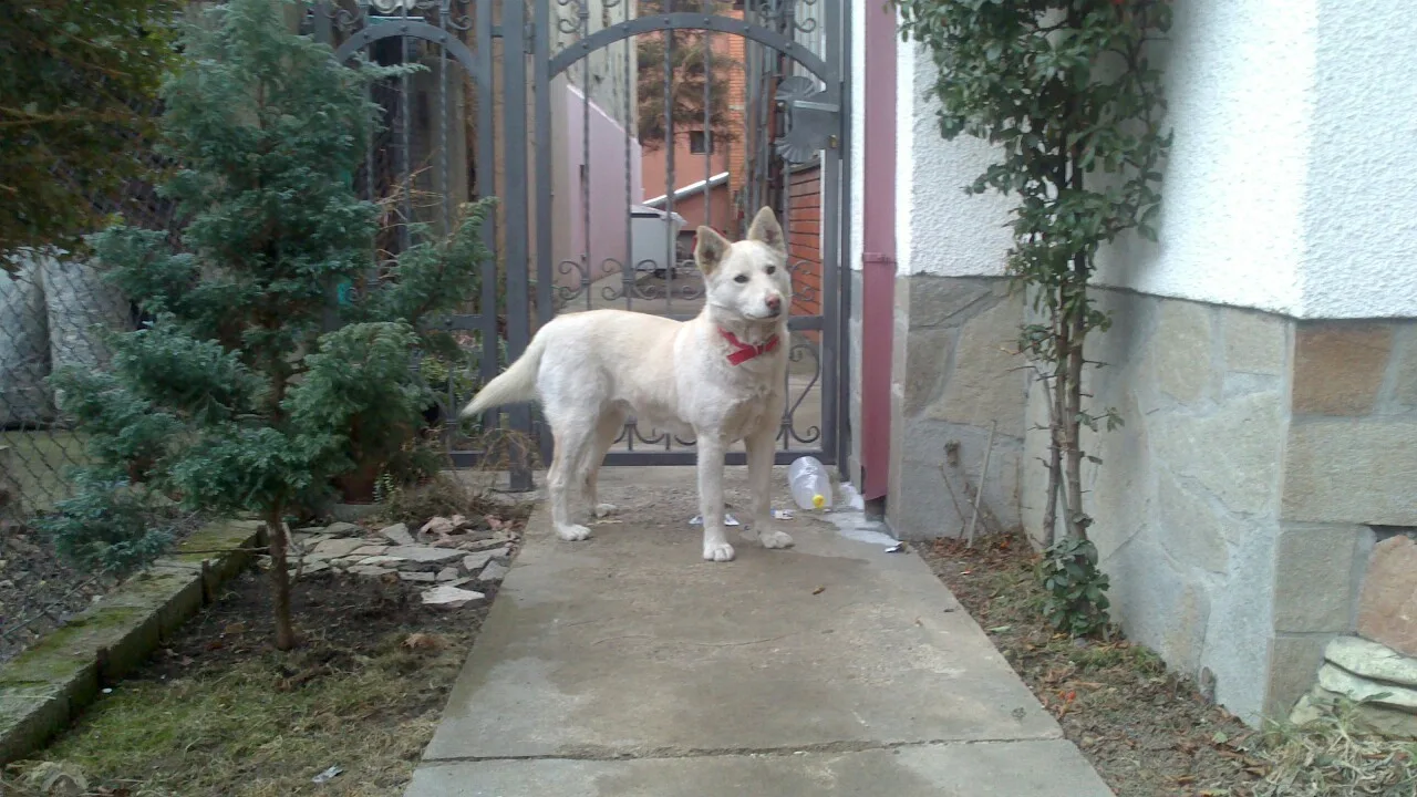 Belka is looking for a home