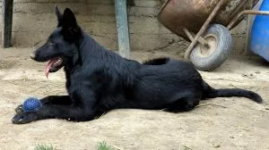 Urgent: German Shepherd puppies on sale