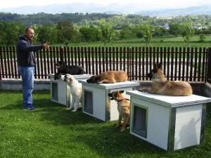 Panel Dog Houses