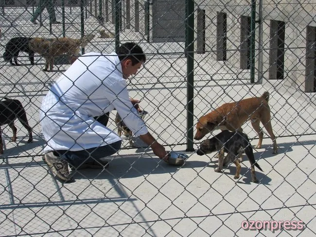 Čačak Dog Shelter Has Opened