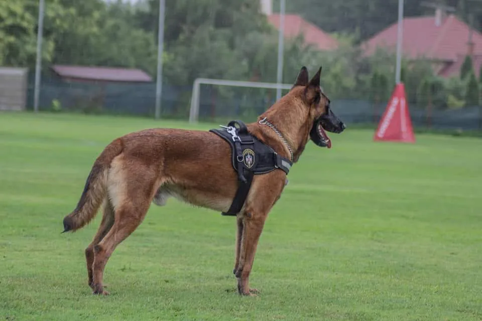Belgian Shepherd (Malinois) kennel