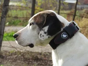 Kožna sigurnosna ogrlica za pit bul terijere