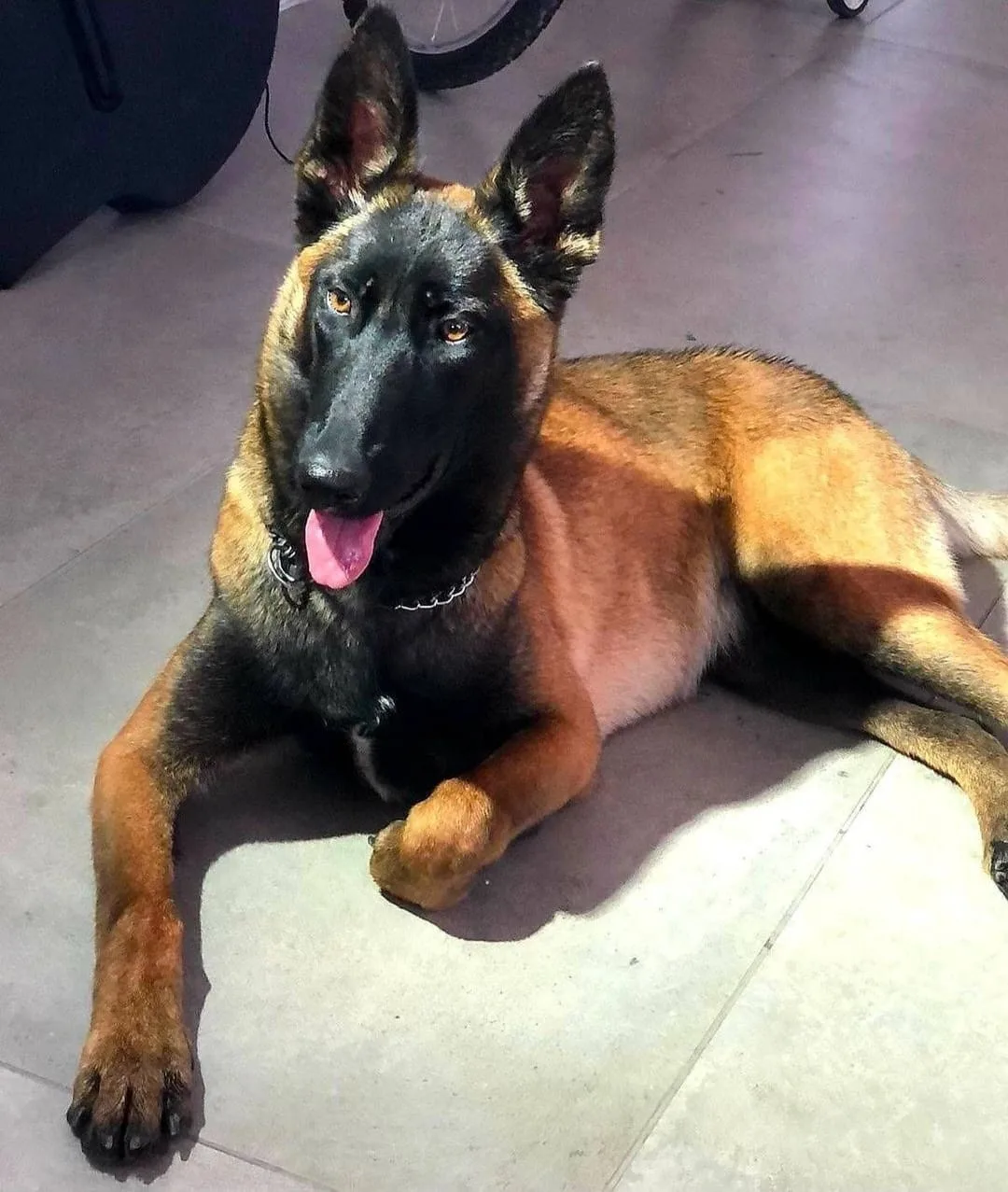 Belgian Shepherd (Malinois) kennel