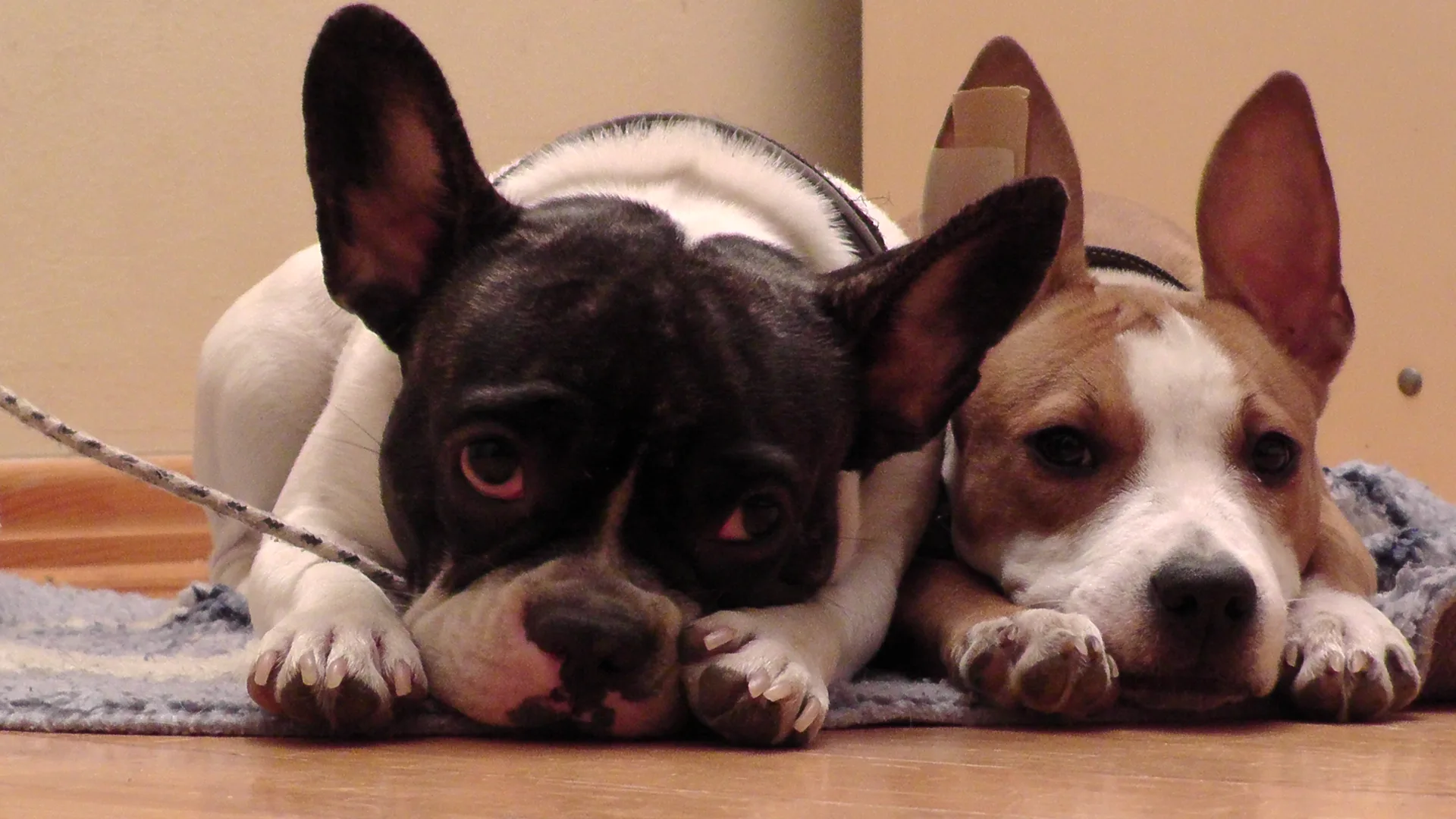 DO DOGS HAVE A SENSE OF HUMOUR