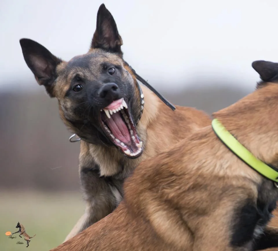 Three dog attacks in two days in Belgrade: is the problem the breed or the owners?
