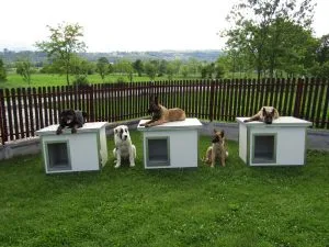 Panel Dog Houses