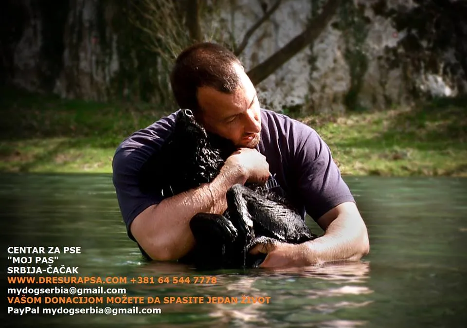 Training with Your Dog