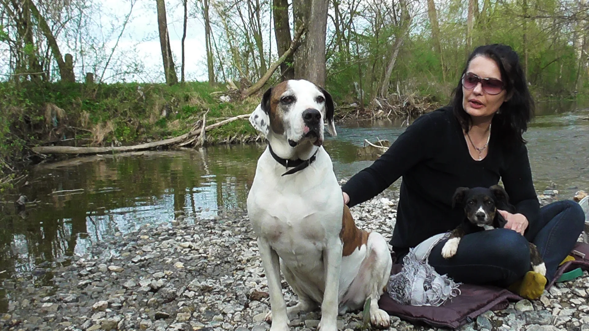 A special opportunity for anyone who wants to adopt a young and intelligent dog.