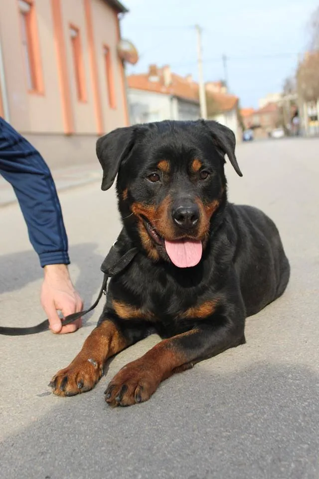 Lili the Rottweiler Is Looking for a Home