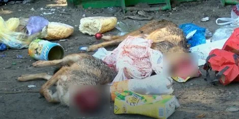 Locals came upon a horrific scene / Photo: Rtv yu eco