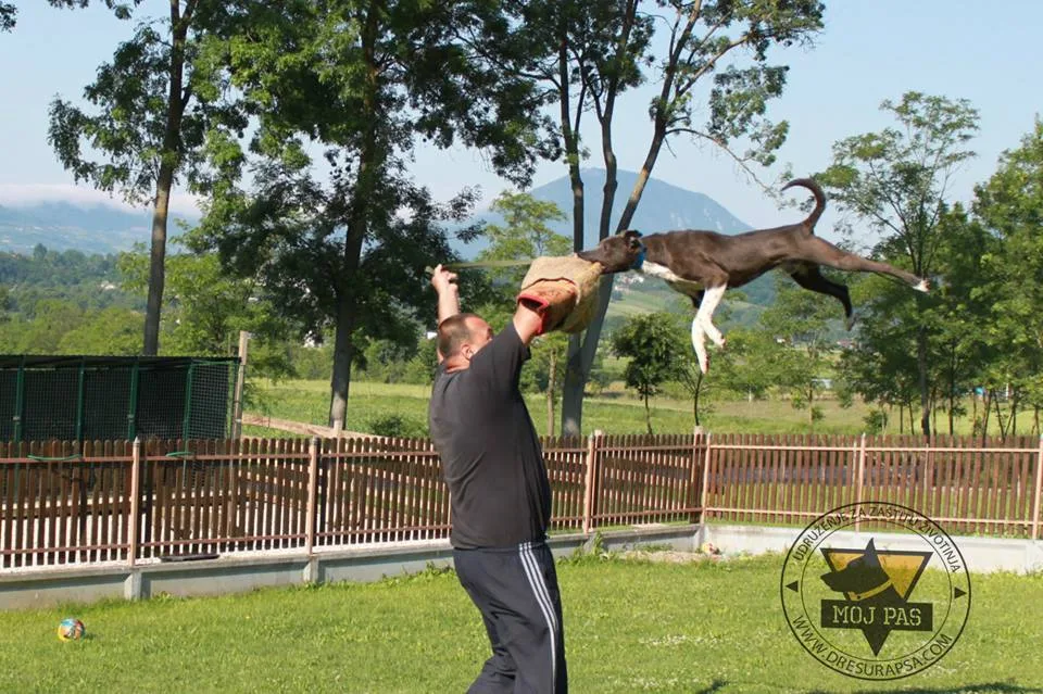 Training with Your Dog