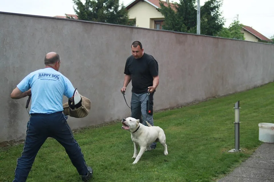 Three dog attacks in two days in Belgrade: is the problem the breed or the owners?