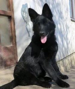 Urgent: German Shepherd puppies on sale