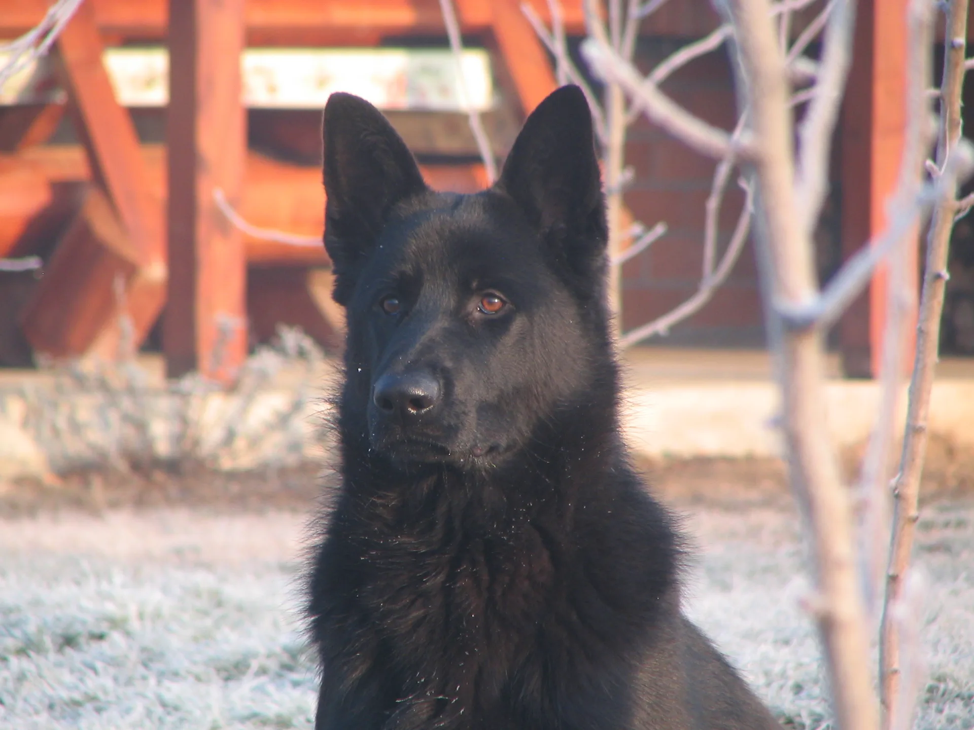 HOW TO HELP A DOG THAT HAS BEEN POISONED