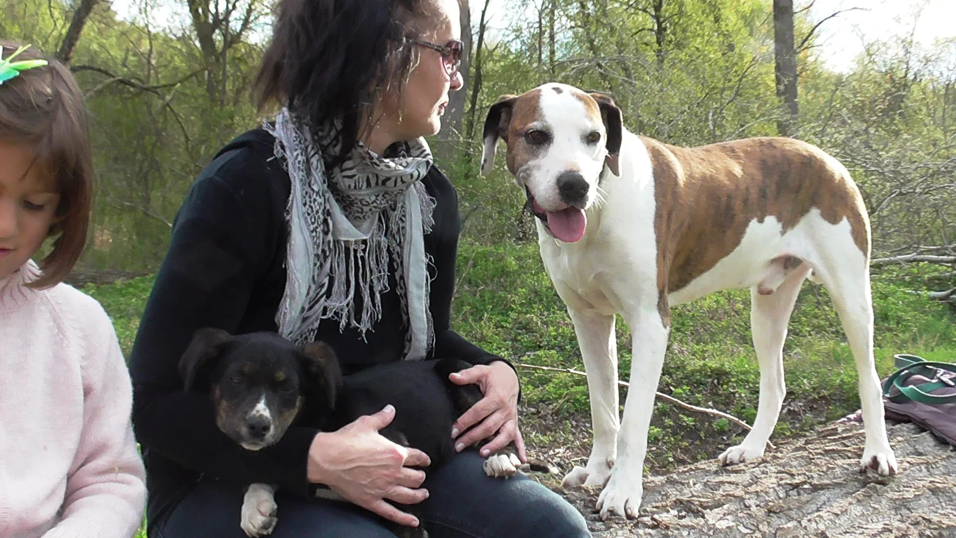A special opportunity for anyone who wants to adopt a young and intelligent dog.