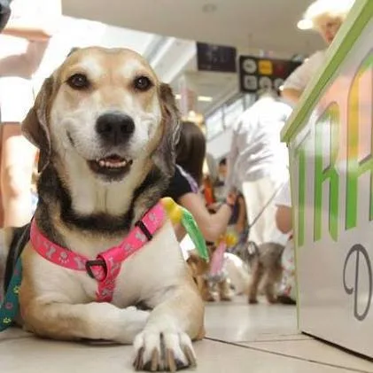 200 DINARS FOR A DOG'S LIFE