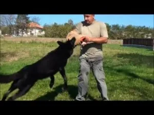 Profesionalni kožni rukav za trening sa psima