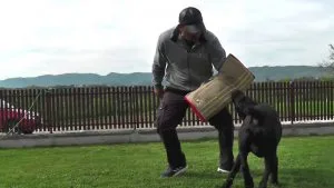 Profesionalni kožni rukav za trening sa psima