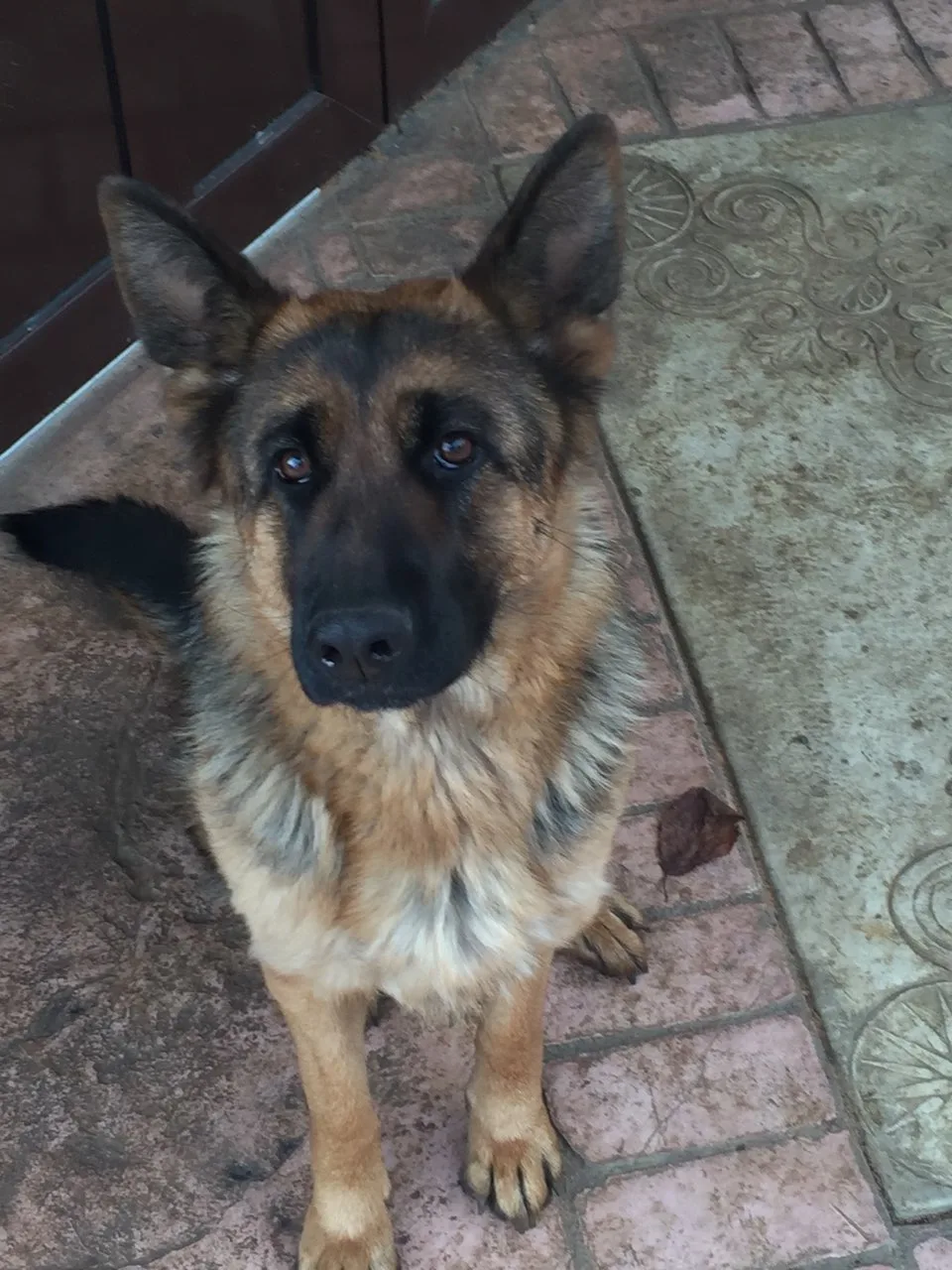 17-Month-Old German Shepherd Female Free to a Good Home