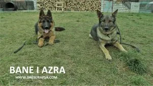 STERILIZACIJA I KASTRACIJA – DA ILI NE?
