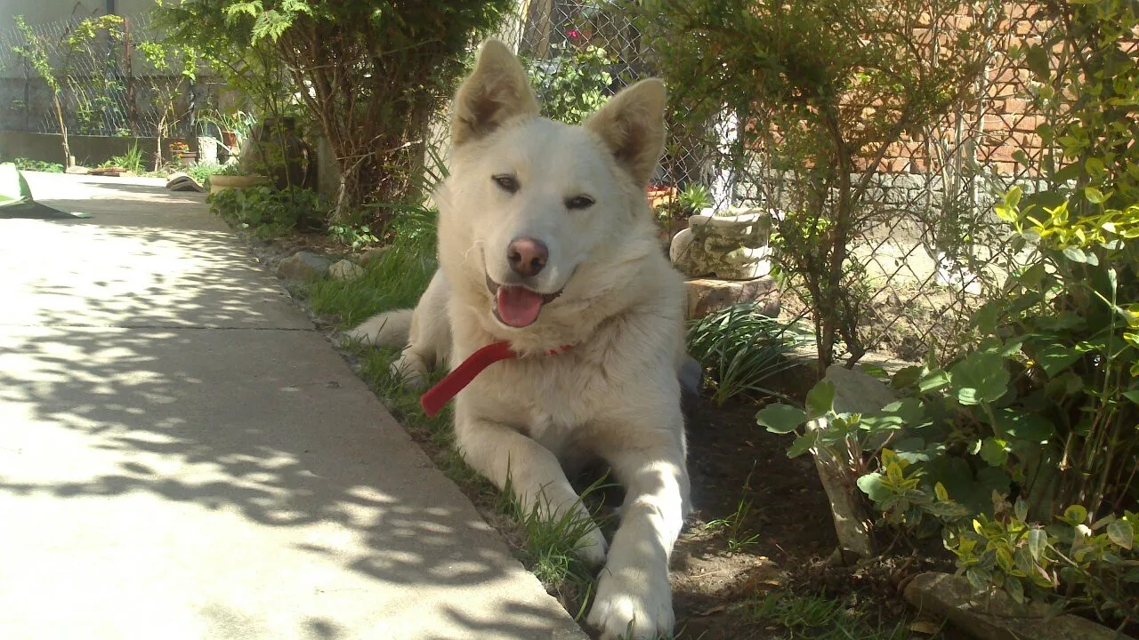 Belka is looking for a home