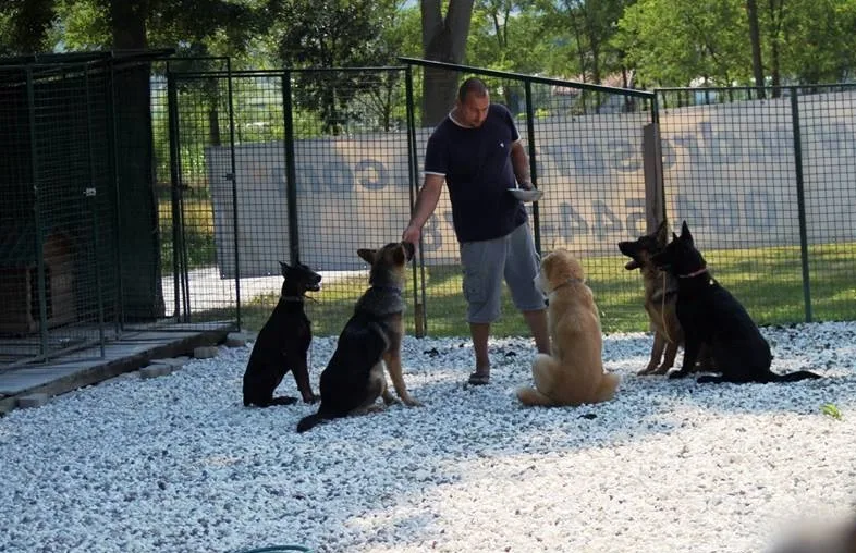 Training with Your Dog