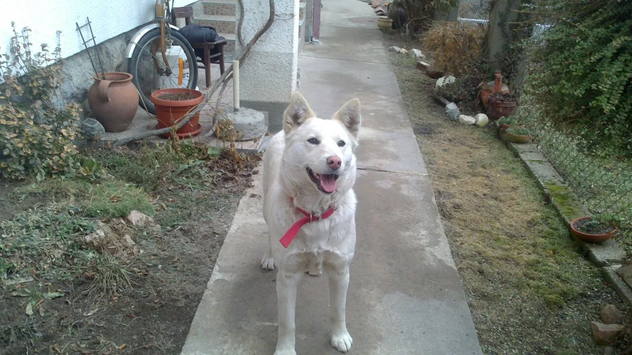 Belka is looking for a home
