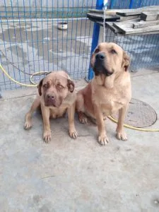 Urgent! Šarplaninac dogs, a male and a female, are looking for a home!