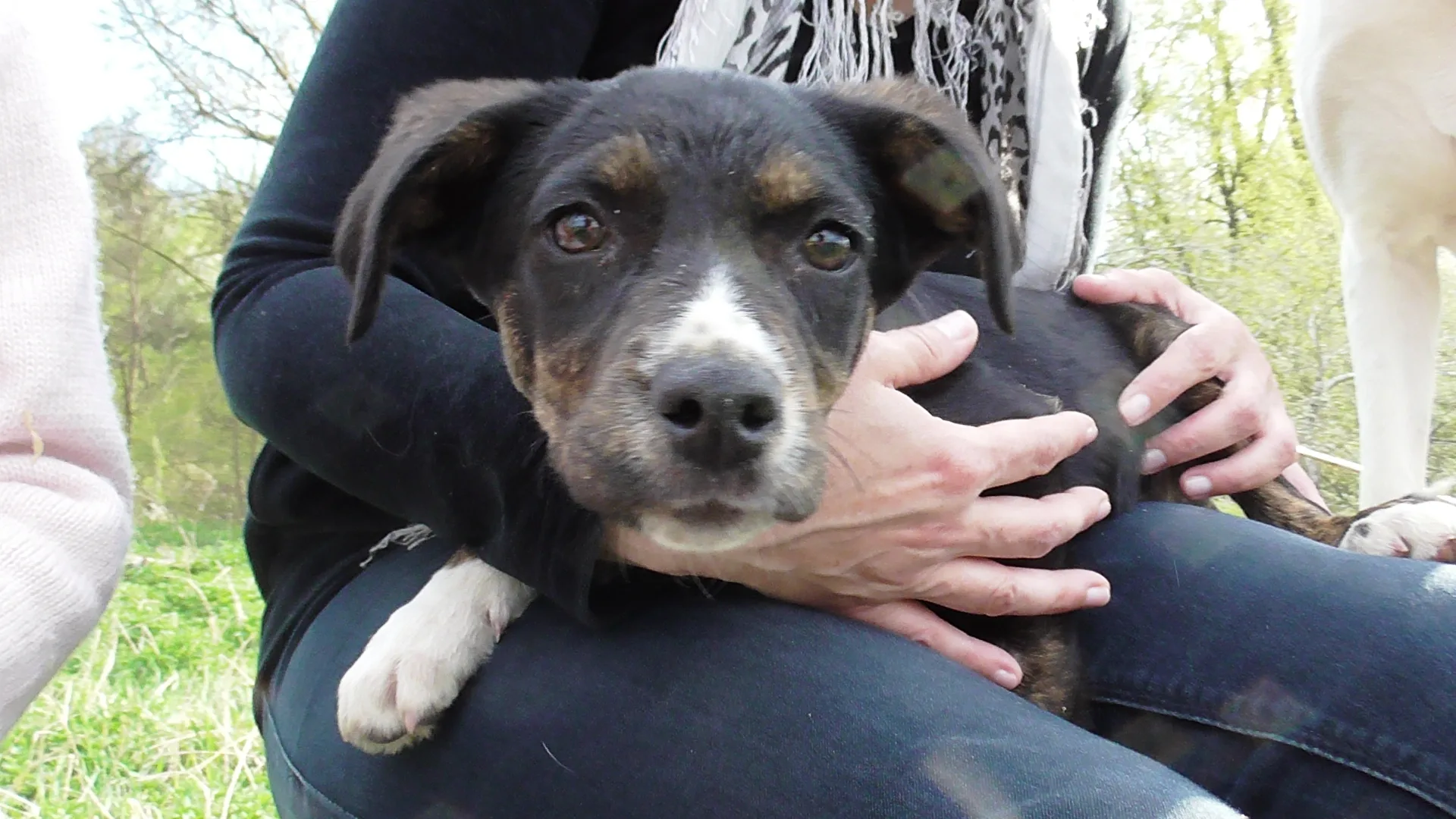 A special opportunity for anyone who wants to adopt a young and intelligent dog.