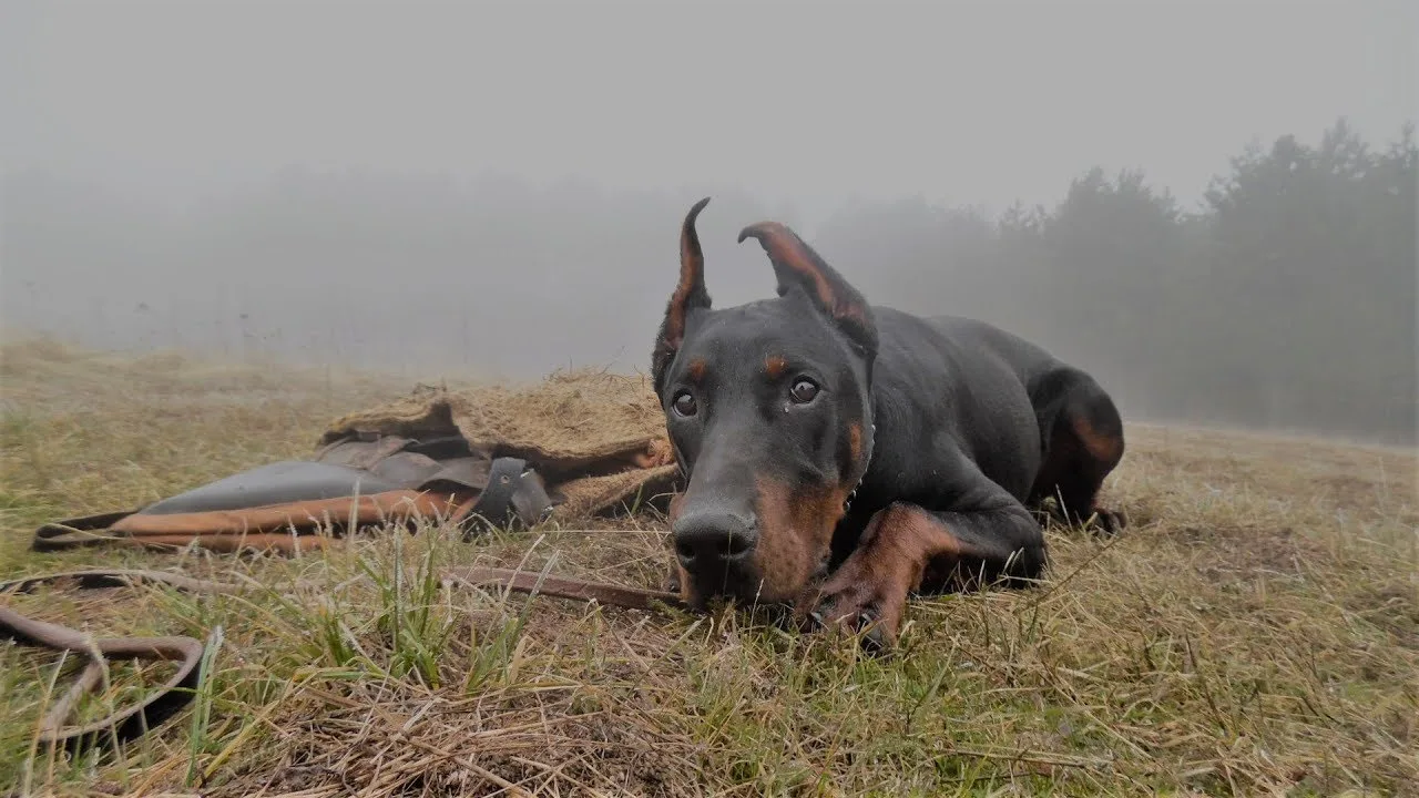 What does it mean to dream about a dog