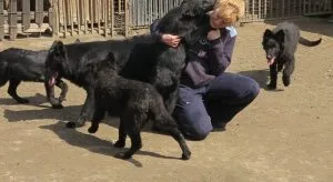Urgent: German Shepherd puppies on sale
