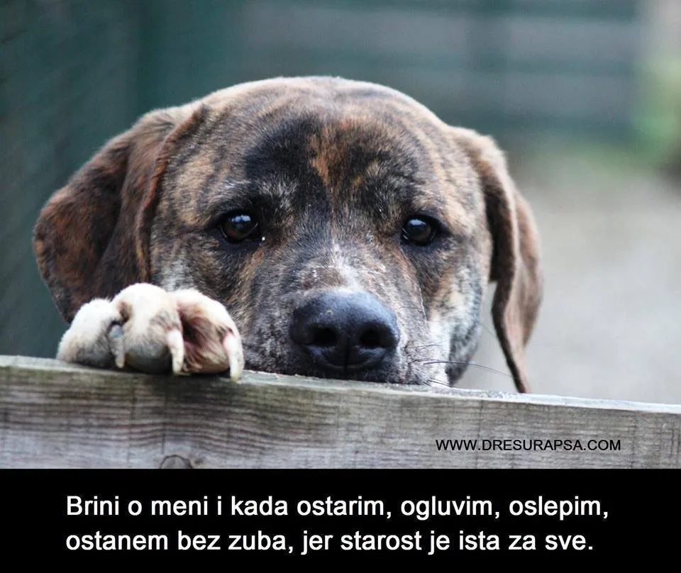 The 12 Commandments of a Dog