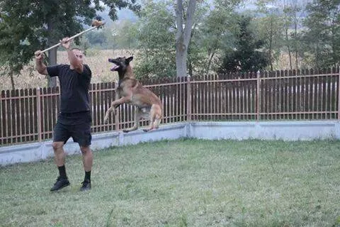 Belgian Shepherd (Malinois)